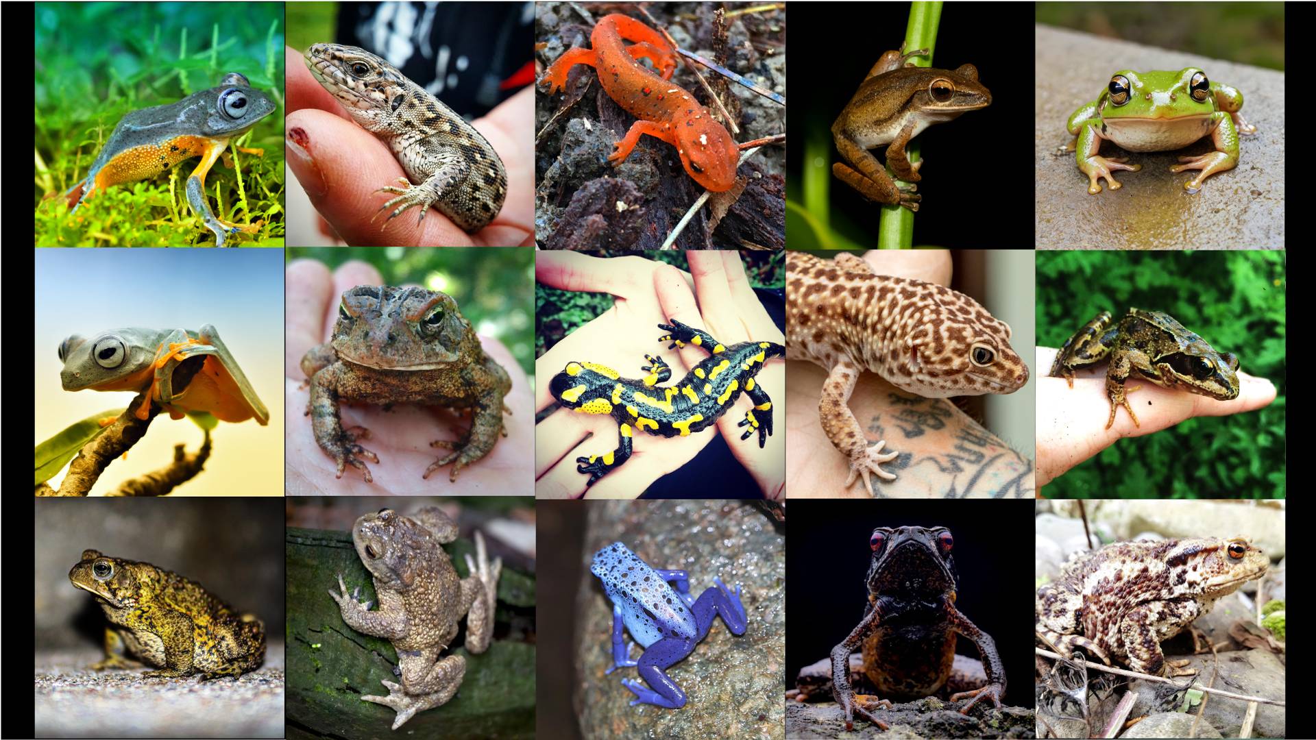 Lesson 5 - Introduction to Amphibians